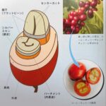 コーヒーのプロセシング（生産処理）によるフレーバーの違いについて│意外と差が出ます！